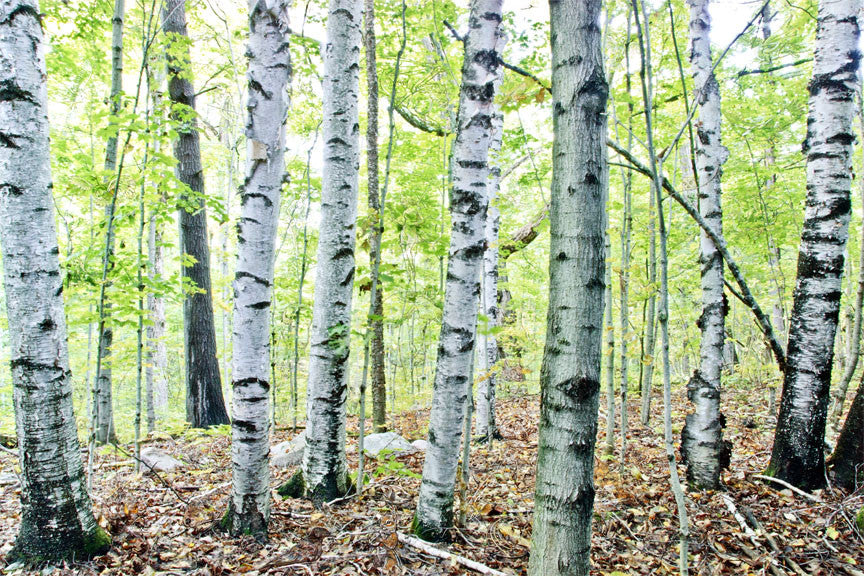 Forest for the Trees by Blake Richardson