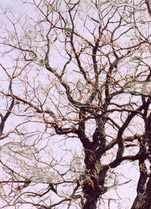 Woven Sky-Earth Images