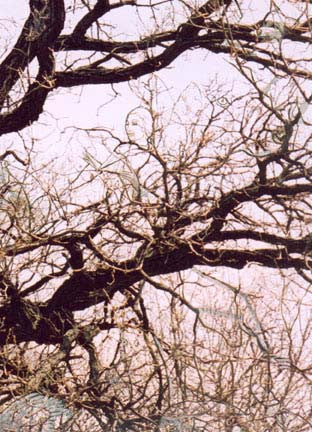 Woven Sky-Earth Images