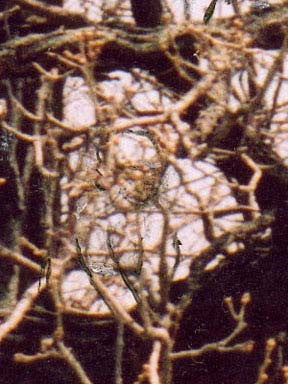 Woven Sky-Earth Images