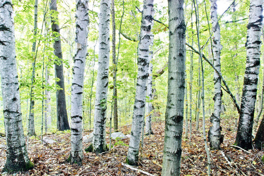 Forest for the Trees by Blake Richardson