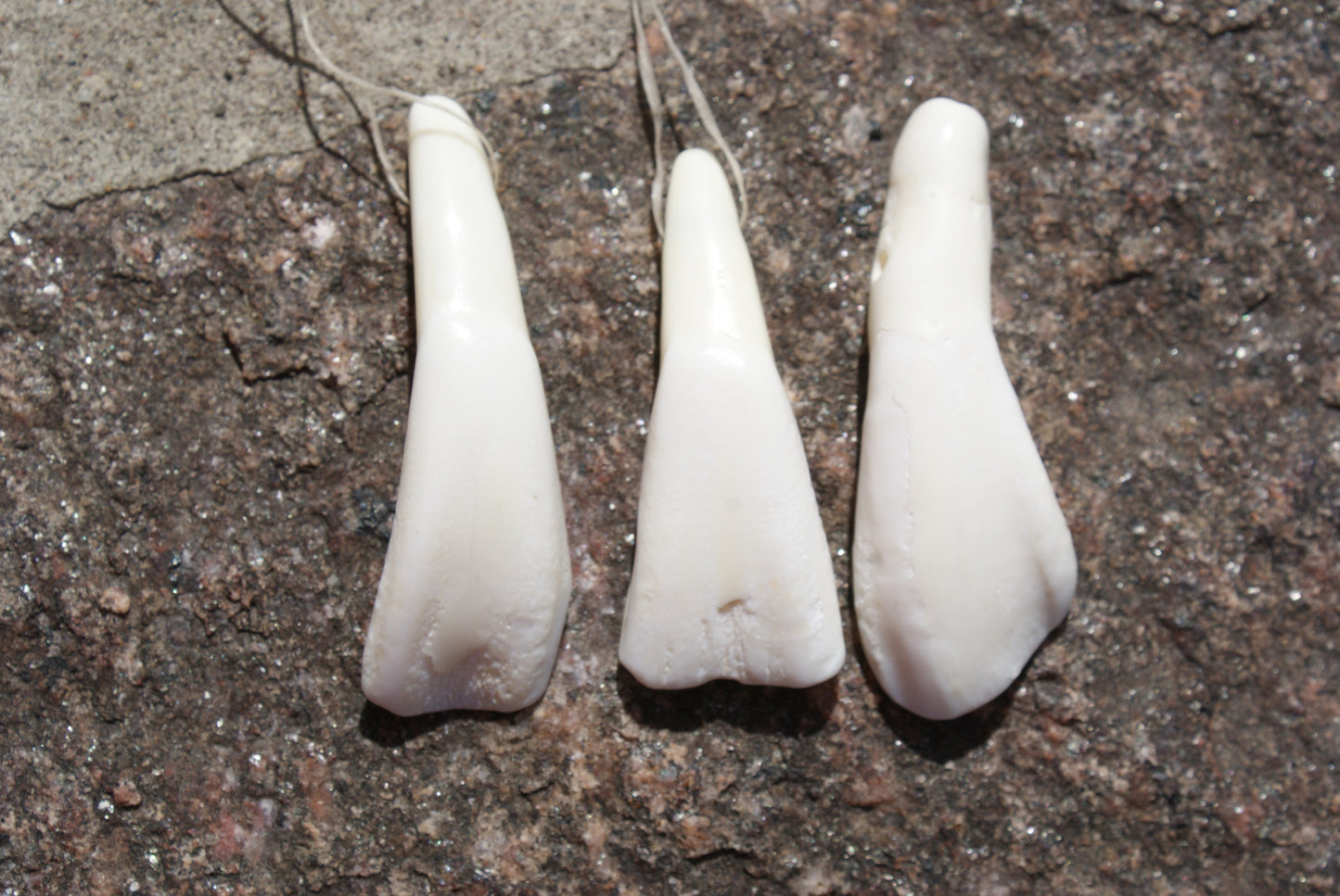 Buffalo Teeth